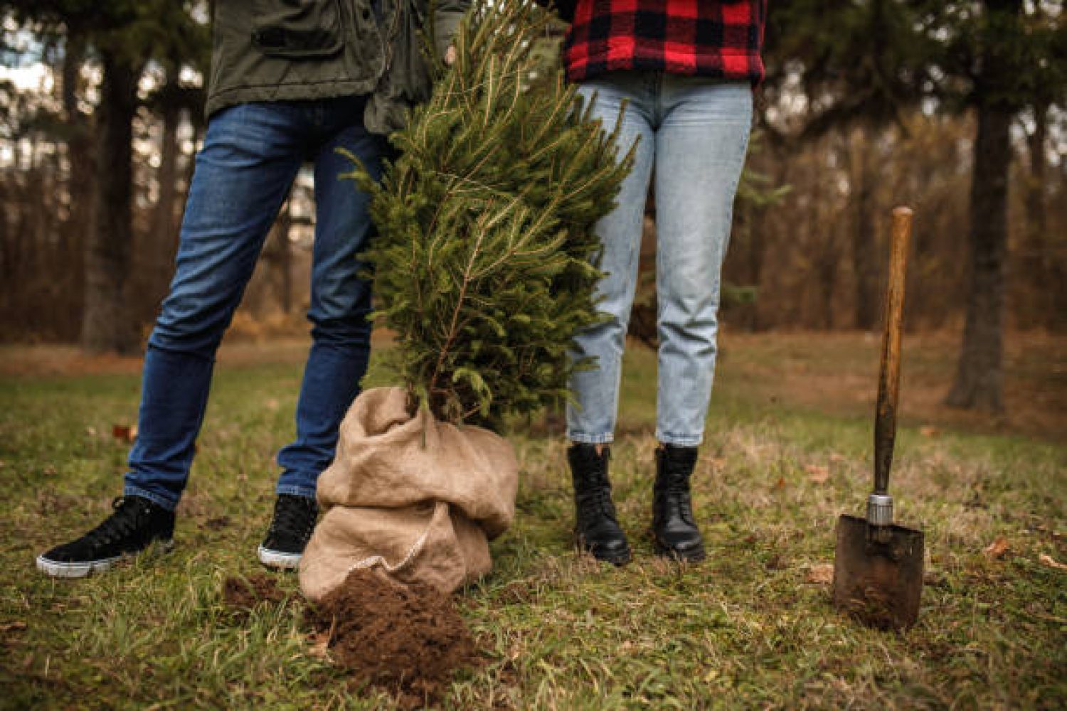 Reciclar y recuperar los árboles de Navidad en el PT Asturias